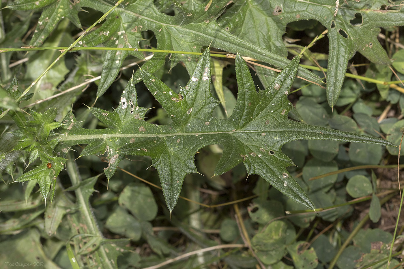 Изображение особи Cirsium serrulatum.