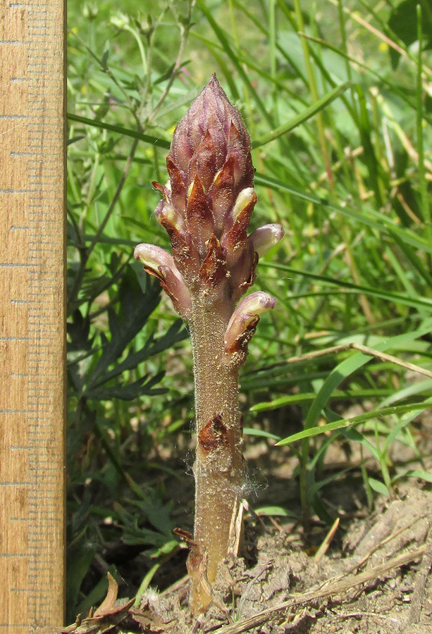 Изображение особи Orobanche cumana.