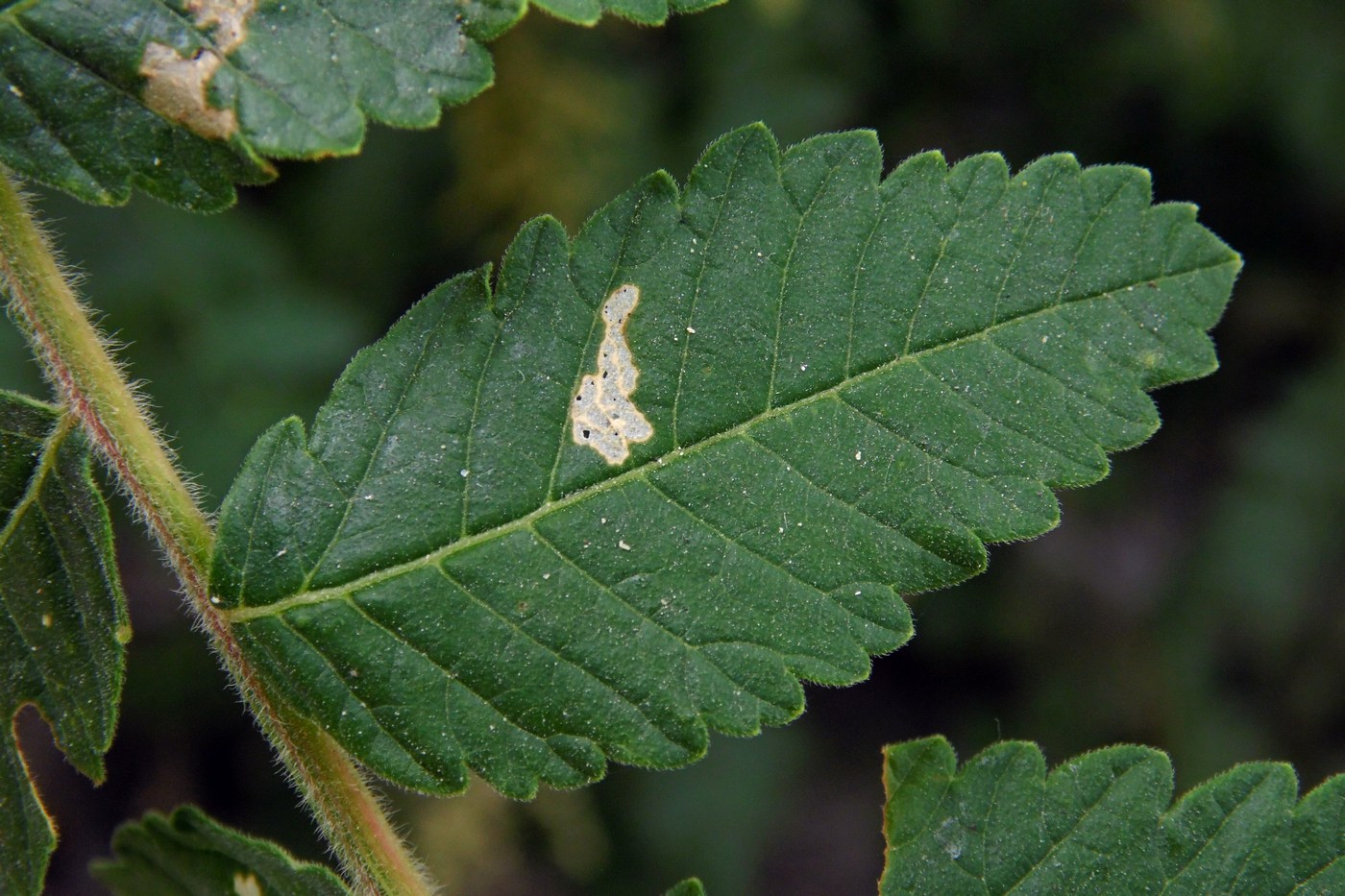 Изображение особи Rhus coriaria.