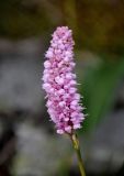 Bistorta officinalis. Соцветие. Башкирия, Белорецкий р-н, гора Большой Иремель, ≈ 1400 м н.у.м., каменистый участок горной тундры. 30.07.2019.