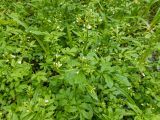 Cardamine amara