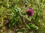 Cirsium heterophyllum. Цветущее растение. Тверская обл., Весьегонский р-н, берег р. Реня, склон. 4 июля 2020 г.