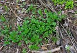 Stellaria nemorum. Вегетирующее растение. Московская обл., окр. г. Железнодорожный, опушка смешанного леса, вырубка. 25.05.2020.