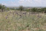 Salvia nutans