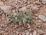 Oxytropis terekensis. Плодоносящее растение. Узбекистан, Чаткальский хр., окр. Арашанских озер, около 3400 м н.у.м., каменисто-щебнистый склон. 14.07.2021.