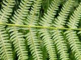 Pteridium aquilinum подвид atlanticum. Обратная сторона вайи. Испания, Астурия, муниципалитет Газон, частично задернованные скалы на берегу Бискайского залива. Июль.