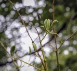 Syringa reticulata подвид pekinensis. Часть соплодия. Москва, Аптекарский огород, в культуре. 03.09.2021.