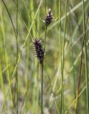 Carex lasiocarpa