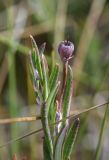 Andromeda polifolia. Верхушка плодоносящего растения. Калужская обл., Спас-Деменский р-н, Большое Игнатовское болото, северо-западный сектор. 09.09.2022.