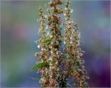 Rumex sylvestris