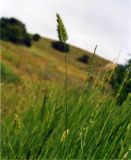 Agropyron pectinatum. Верхушка цветущего растения. Ростовская обл., Октябрьский р-н, склон берега пруда Терновый Яр. Середина июня 2006 г.