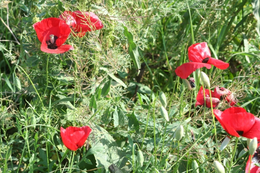 Изображение особи Papaver macrostomum.