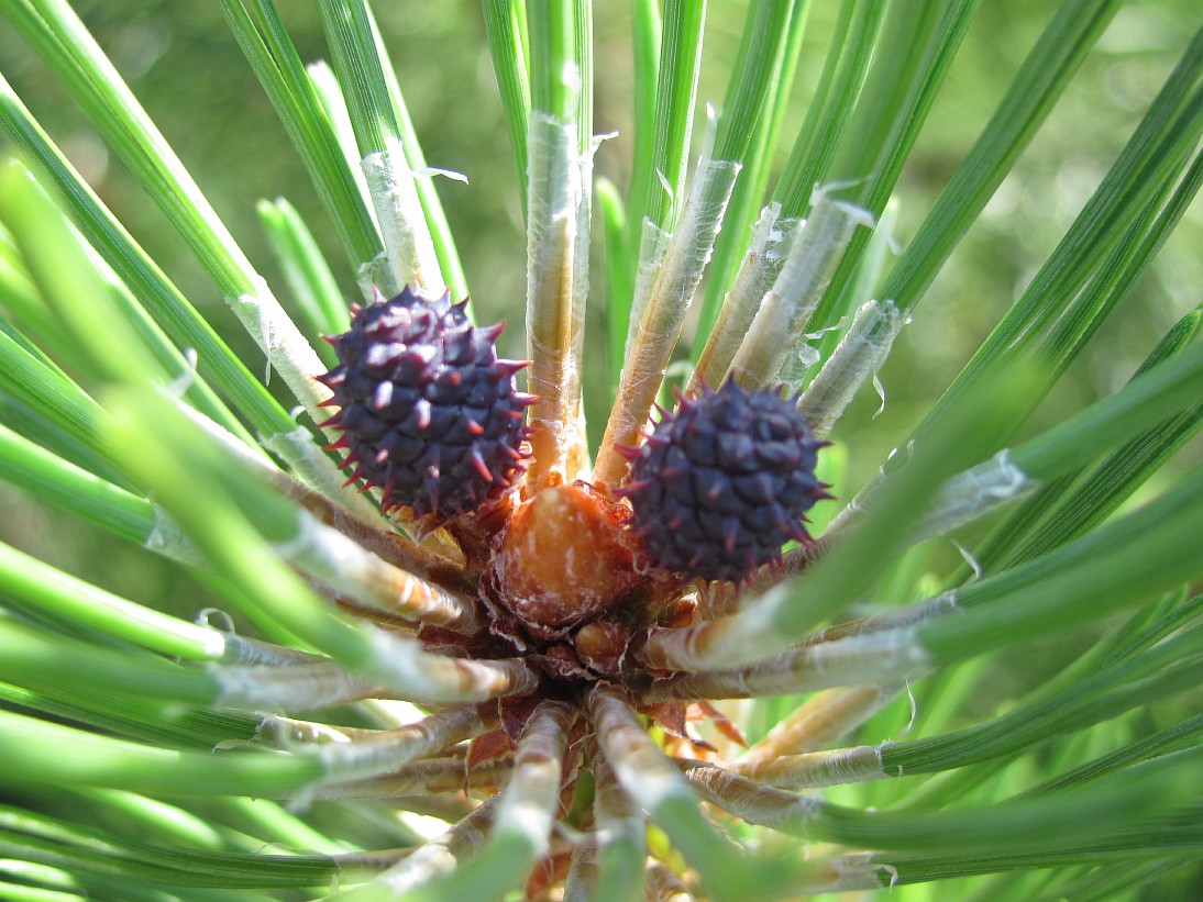 Изображение особи Pinus mugo.