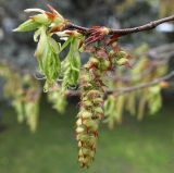 Carpinus betulus