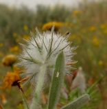 Trifolium palaestinum