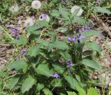 Solanum kitagawae