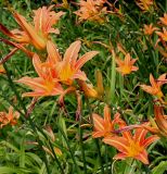 Hemerocallis &times; hybrida