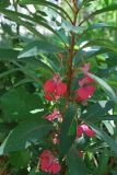 Impatiens balsamina