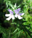 Westringia fruticosa