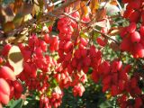 Berberis vulgaris