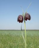 Fritillaria meleagroides. Верхушка побега с цветками. Краснодарский край, Щербиновский р-н, урочище Лиман Большой, сазовая степь. 02.05.2013.