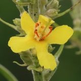 Verbascum lychnitis. Цветок. Ростовская обл., Неклиновский р-н, Носовское с/п, балка Носова. 12.06.2013.