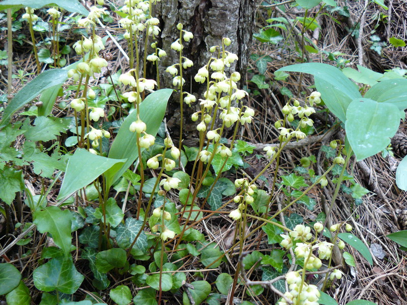 Изображение особи Pyrola chlorantha.