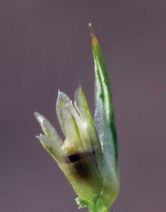 Изображение особи Amaranthus retroflexus.