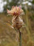 Centaurea sarandinakiae. Отцветающее соцветие. Краснодарский край, г. Новороссийск, ур. Широкая Балка, прибрежная гора, можжевеловое редколесье. 25.08.2013.