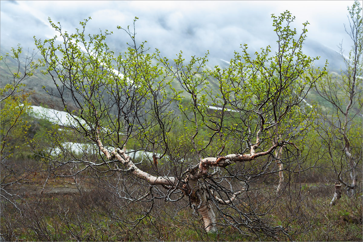 Изображение особи Betula czerepanovii.