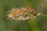 Sesleria caerulea. Вызревшее соплодие. Ленинградская обл., Гатчинский р-н, окр. пос. Пудость, заболоченный луг на известняке. 08.06.2013.