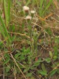 Erigeron acris. Цветущее растение. Нидерланды, провинция Groningen, национальный парк Lauwersmeer, залежь. 28 июня 2008 г.