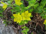 Lysimachia nummularia