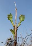 Viburnum opulus