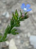 Anchusa thessala