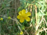 Ranunculus reptans. Цветок. Санкт-Петербург, Юнтоловский заказник. 31.07.2014.