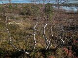 род Betula. Плодоносящее растение с облетевшей листвой. Кольский п-ов, Кольский залив, окр. пгт Росляково, берег губы Грязная. 04.10.2014.