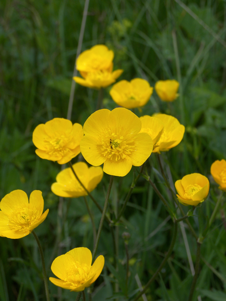 Изображение особи Ranunculus caucasicus.