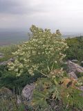 Megacarpaea orbiculata. Плодоносящее растение. Южный Казахстан, горы Каракус. 07.05.2007.