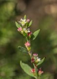 Polygonum aviculare