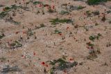 Papaver laevigatum. Цветущие растения на песчано-ракушечном пляже. Крым, Ленинский р-н, Опукский заповедник. 26.04.2014.