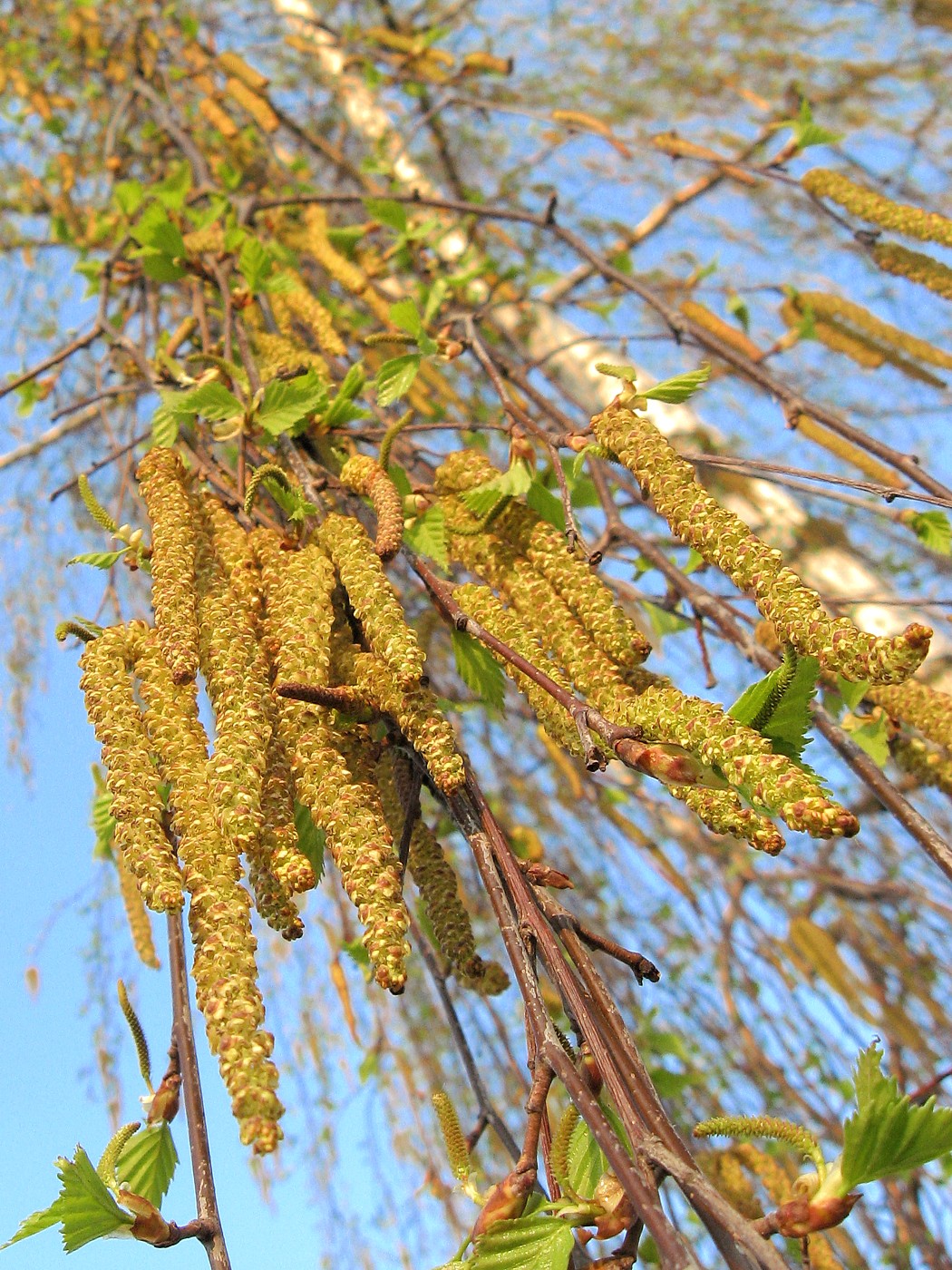 Изображение особи Betula pendula.