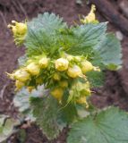 Scrophularia chrysantha