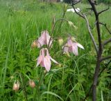 Aquilegia vulgaris. Верхушка растения с бутонами, цветками и завязавшимися плодами. Московская обл., Электрогорск, залежь на южном берегу Стахановского озера, одичавшее (?). 06.06.2015.