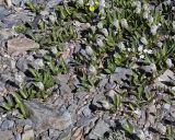 Lagotis integrifolia. Цветущие растения. Республика Тува, Монгун-Тайгинский кожуун, массив Монгун-Тайга. Июль 2010 г.