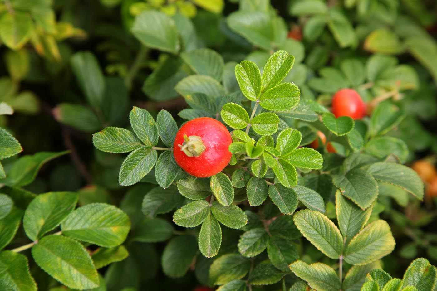 Изображение особи Rosa rugosa.