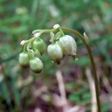 Orthilia secunda. Соцветие. Свердловская обл., окр. г. Североуральск, южная окраина Колонгинского водохранилища, обочина дороги в елово-лиственнично-сосновом лесу. 26.06.2016.