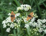 Anthriscus sylvestris var. nemorosa