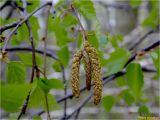 Betula pendula