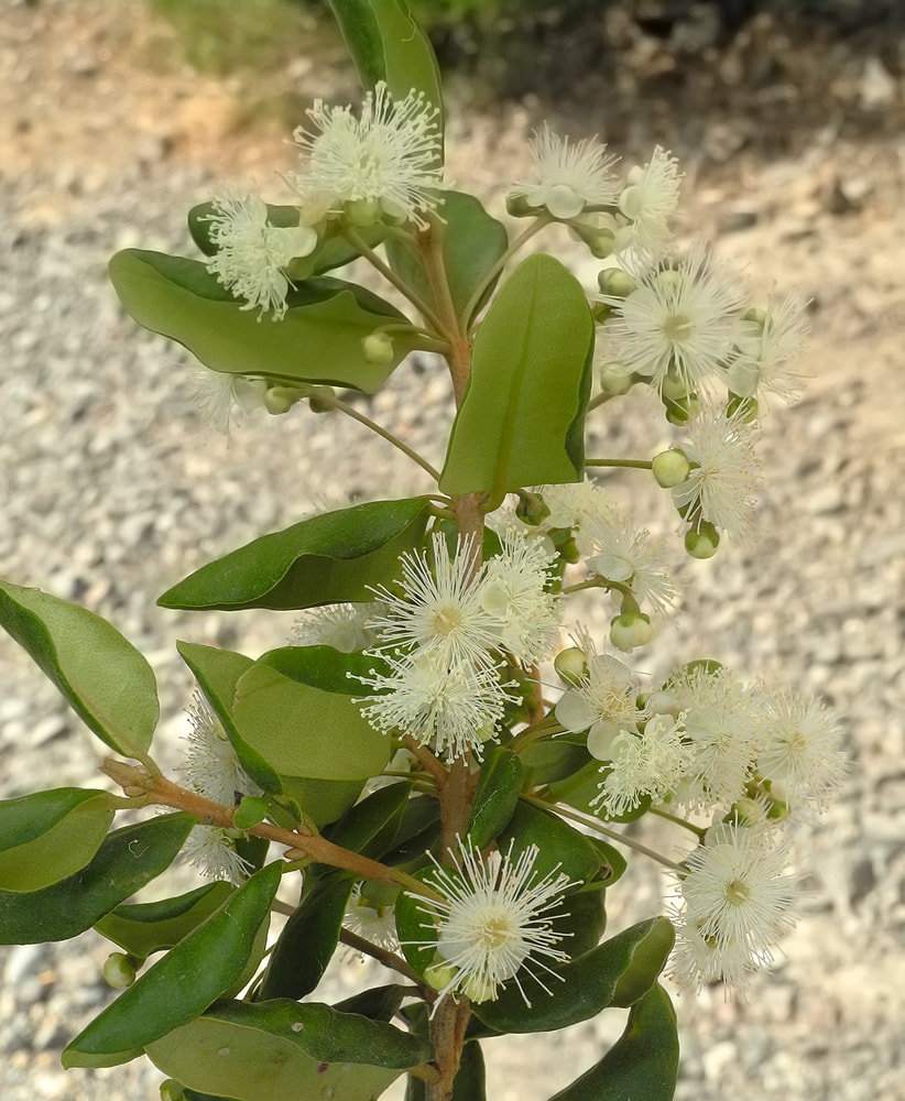 Изображение особи Myrceugenia exsucca.